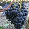 Гроно винограду сорт Карбонадо (Чорний діамант) на кущі