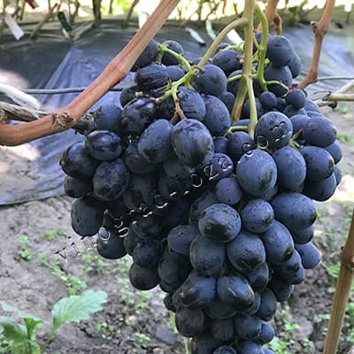 Гроно винограду Карбонадо (Чорний діамант) крупним планом