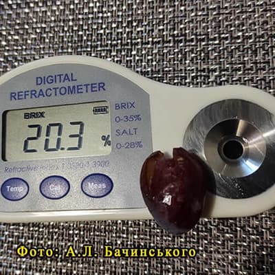 Цукристість соку винограду Кіборг фото