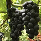 Невкривний виноград Венус