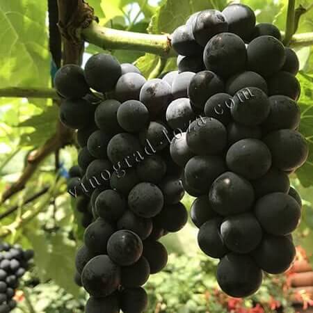 Морозостійкий сорт винограда кишмиш Венус фото