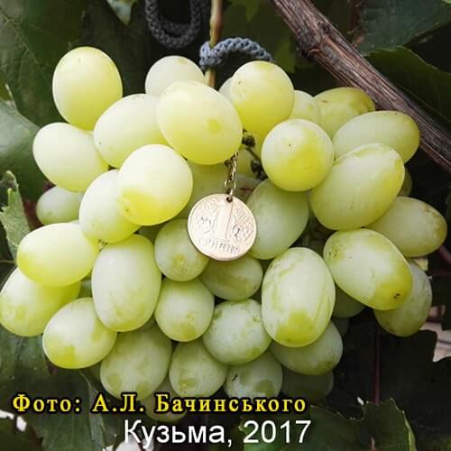 Невкривний виноград Кузьма фото