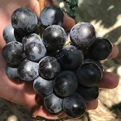 Невкривний виноград Маріша фото