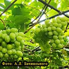 Купити саджанці винограду Замкова гора в Україні