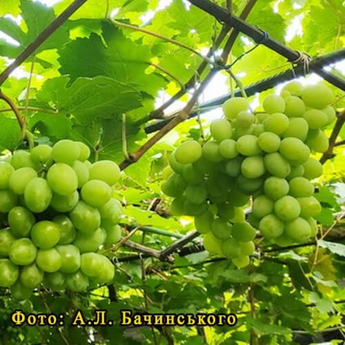 Невкривний виноград Замкова гора фото