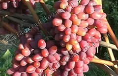 Неукрывной виноград - описание сорта, фото, отзывы