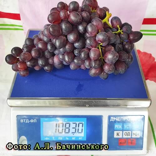 Розмір і вага ягід винограду Батьківщина фото