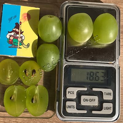 Розмір і вага ягід винограду Біла Церква фото