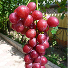 Купити саджанці винограду Ізумленіє з доставкою