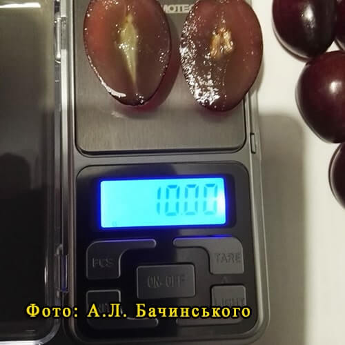 Розмір і вага ягід винограду Кіборг фото