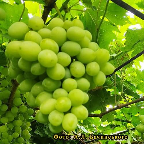 Урожай винограда среднего срока созревания Замковая гора фото