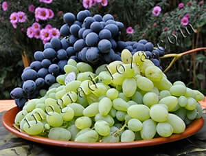 Обработка винограда от болезней и вредителей - Vinograd-Loza