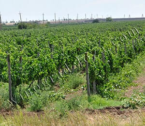 Правильная пошаговая обрезка винограда для начинающих - Vinograd-Loza