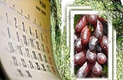 Календарь обработок винограда от болезней и вредителей фото