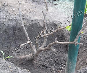 Щеплення винограду в корінь фото