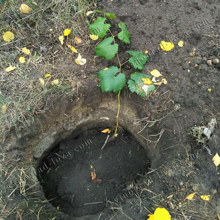 Як садити саджанці з закритою кореневою системою винограду на постійне місце.