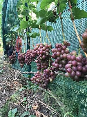 Летние работы на винограде по осветлению гроздей