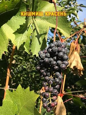 Фото пасынково урожая на винограде Красень