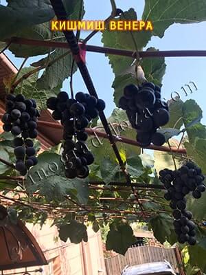 Фото пасынково урожая на винограде Венера