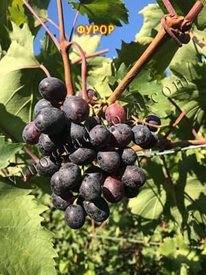 Фото пасинкового врожаю на винограді Фурор