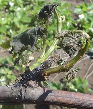 Повреждение молодых виноградных побегов возвратными заморозками фото