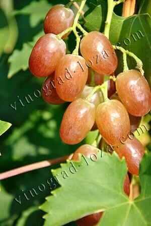 Полезные свойства винограда фото