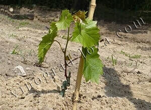 Как правильно садить виноград весной