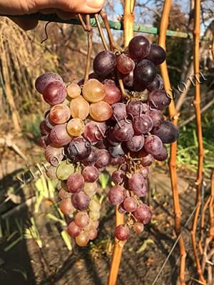 Сорт винограда Кримсон сидлис фото
