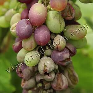 Узнать Оидиум на ягоде винограда по фото