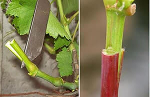 Прививка винограда: как правильно привить саженцы осенью, весной и летом на старый или молодой куст