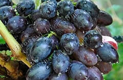 Ранне-средний виноград - описание сорта, фото, отзывы