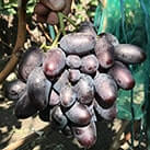 Купити саджанці винограду Алвіка в Харкові