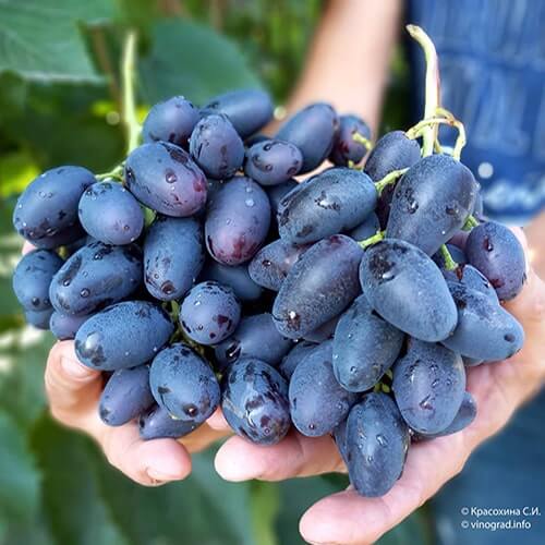 Ранній виноград Чорний Кристал фото