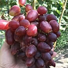 Купити саджанці винограду Дубовський Рожевий в Харкові
