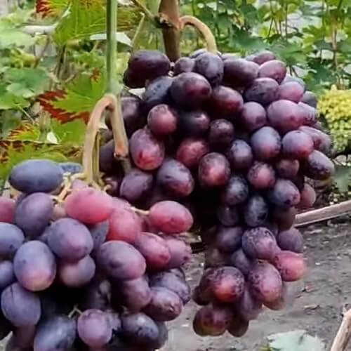 Ранний виноград Эмир фото
