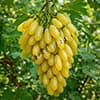 Гроно винограду Голд Фінгер