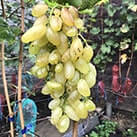 Купити саджанці винограду Голд Фінгер в Харкові