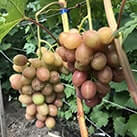 Купити саджанці винограду Гурман Ранній в Харкові