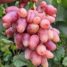 Купити саджанці винограду Казанова в Харкові