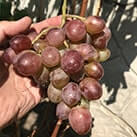 Купити саджанці винограду Клубничний в Харкові
