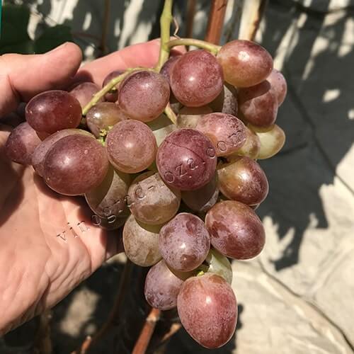 Ранний виноград Клубничный фото