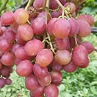 Купити саджанці винограду Конфетка в Харкові