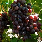 Купити саджанці винограду Красноє пламя в Харкові