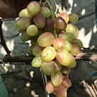 Купити саджанці винограду Ксенія (Анжеліка) в Харкові