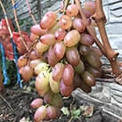 Купити саджанці винограду Легенда Аксая в Харкові