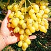Гроно винограду Мускат Дубовський на руці