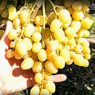 Купити саджанці винограду Мускат Дубовський в Харкові