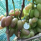 Купити саджанці винограду Преображеніє в Харкові