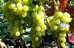 Ранний виноград - описание сорта, фото, отзывы