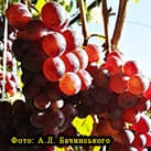 Купити саджанці винограду Батьківщина в Харкові
